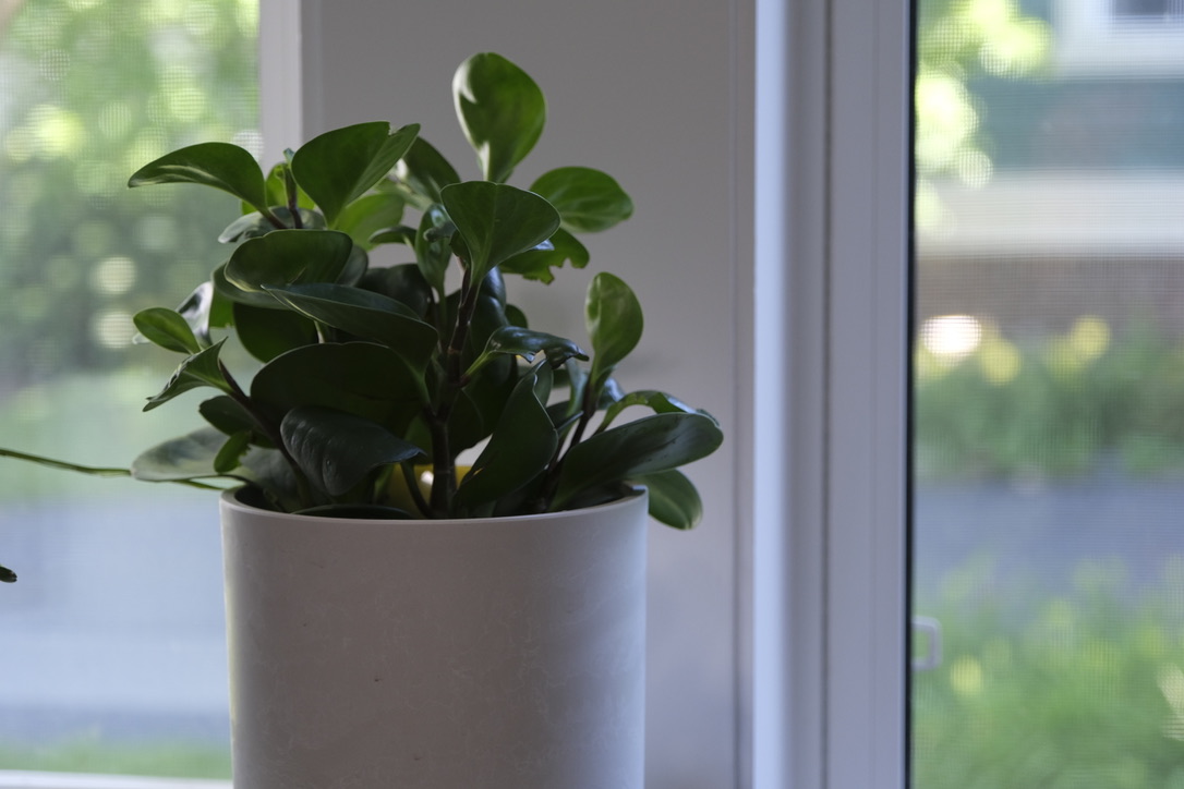 Steve's Peperomia Obtusfolia plant