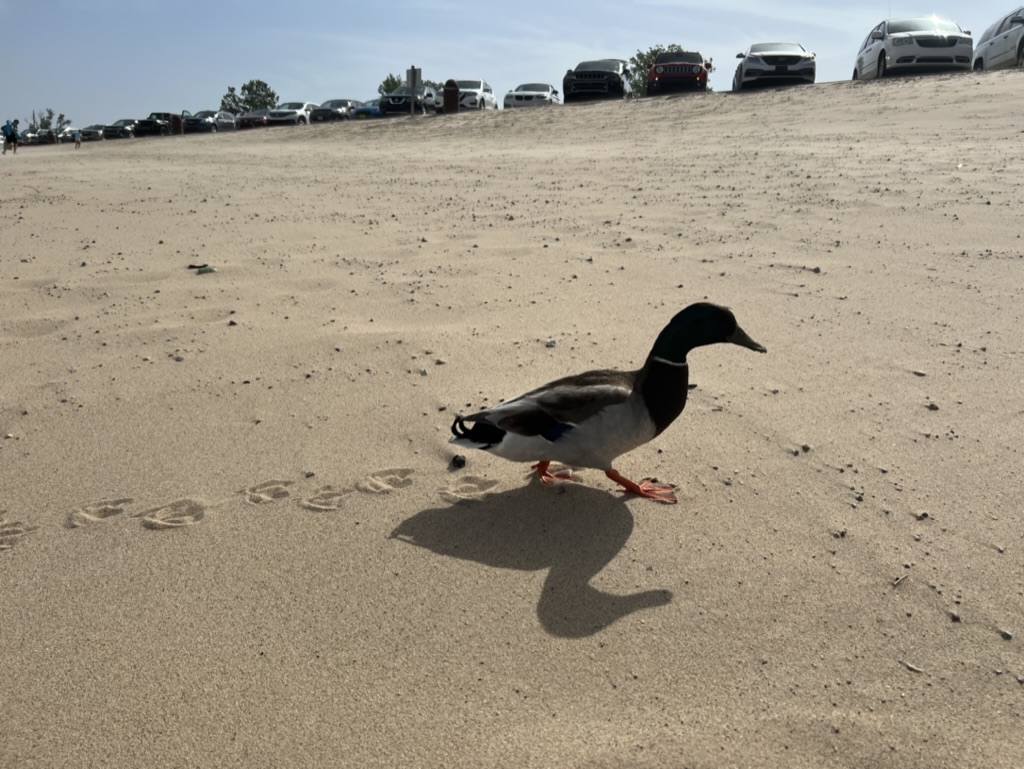 Duck running around on Opal Beach